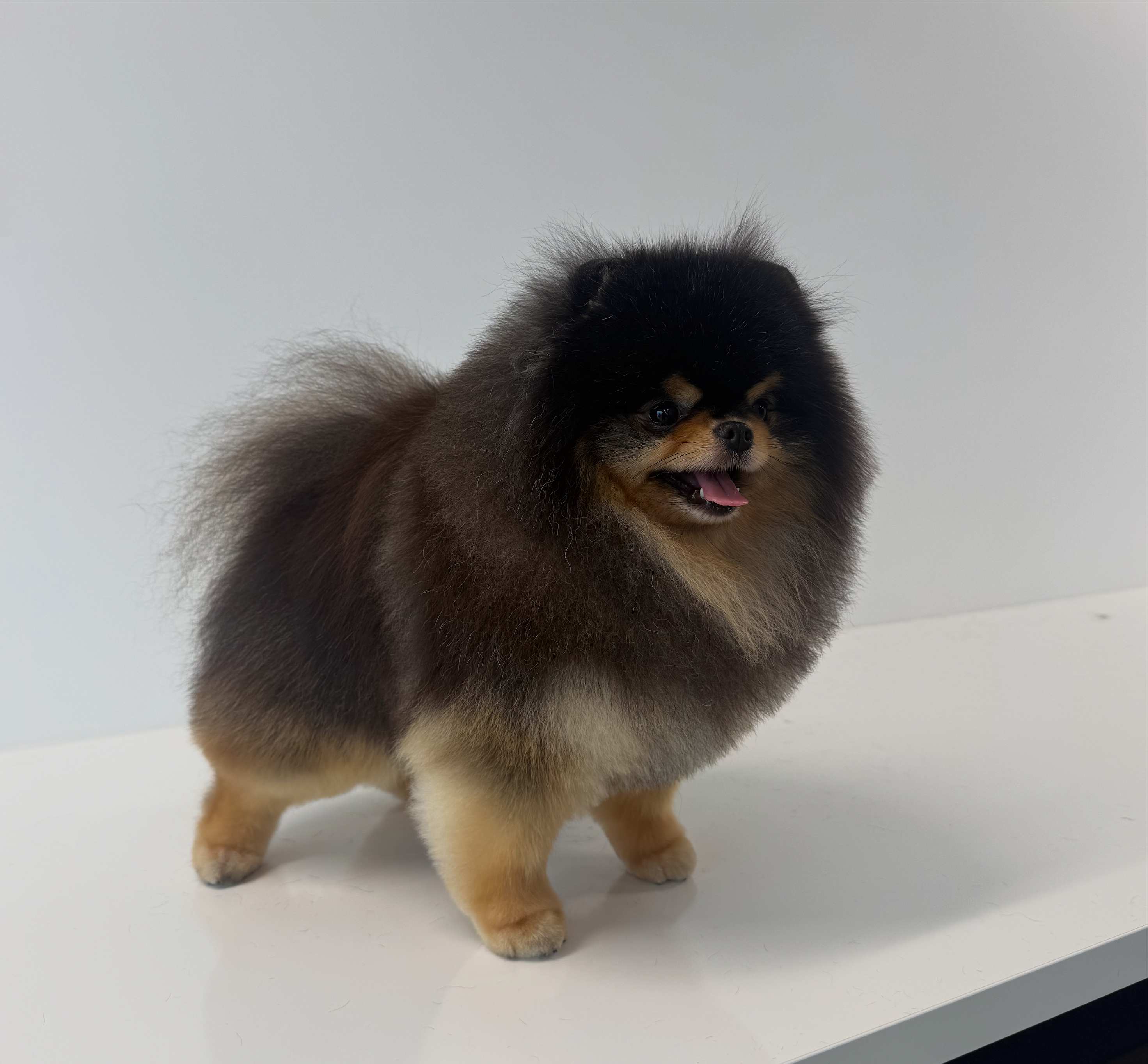 Dekreu Brabus - Premium Pomeranian