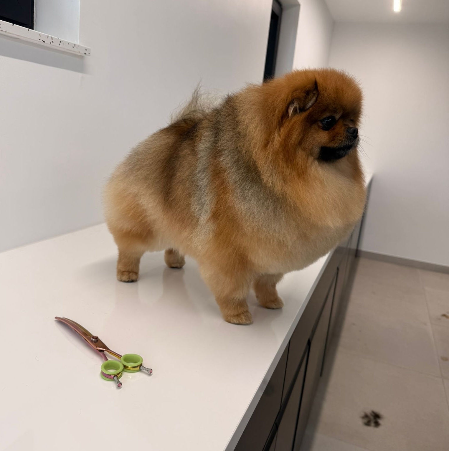 Pomeranian op trimsalon tafel